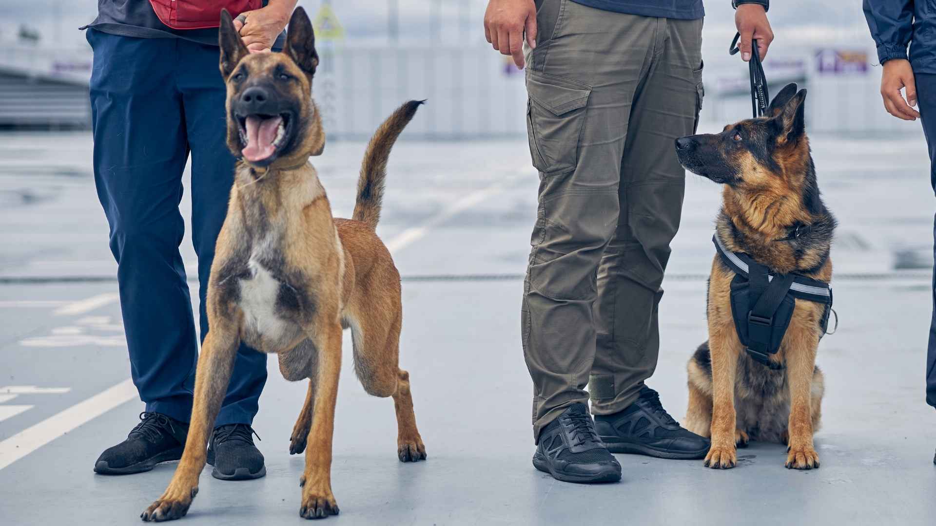Top 7 Dog Breeds Trained for Search and Rescue: Real Heroes