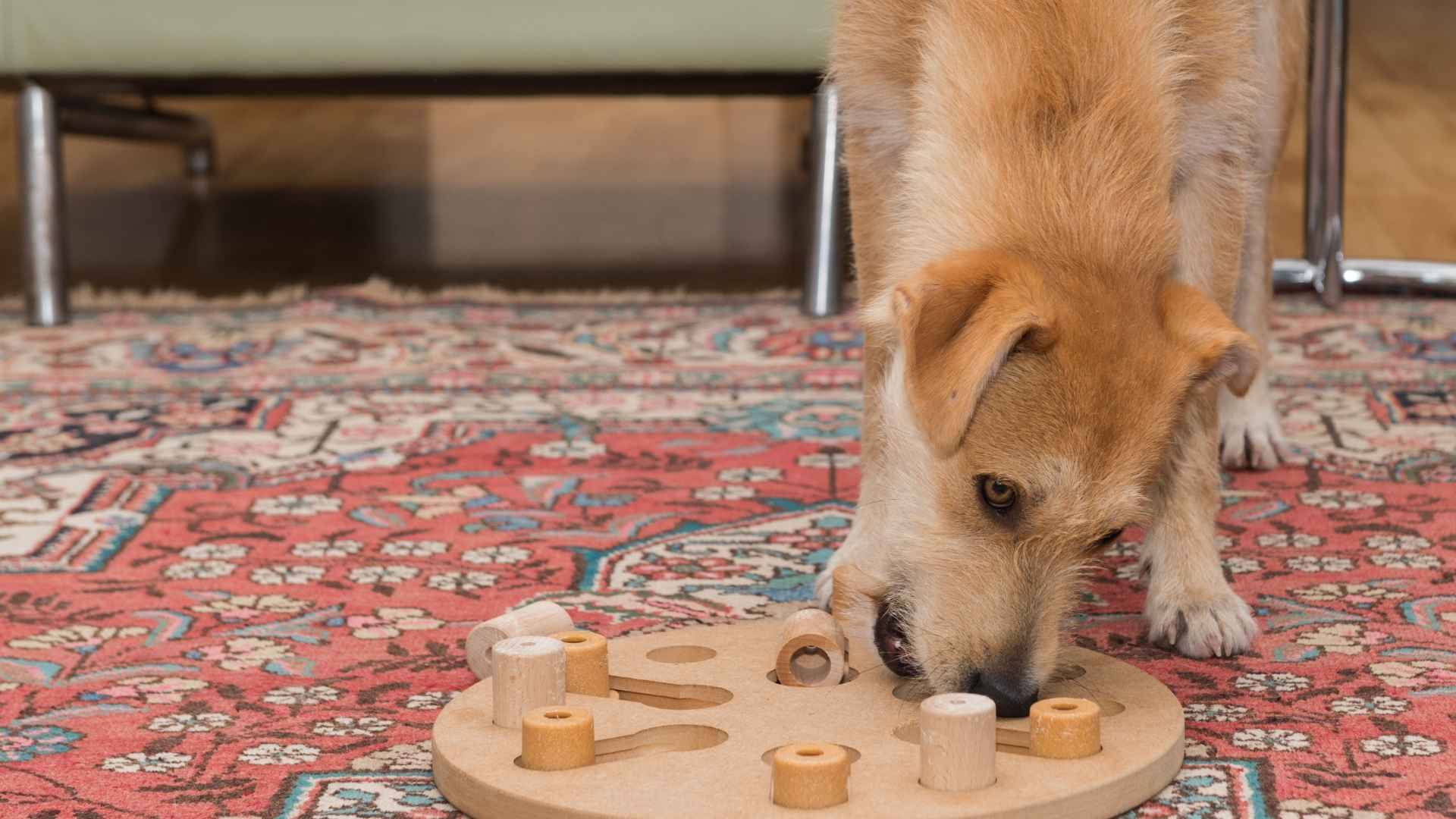 Top 7 Dog Breeds Trained to Solve Puzzles That Excel at Mind Games