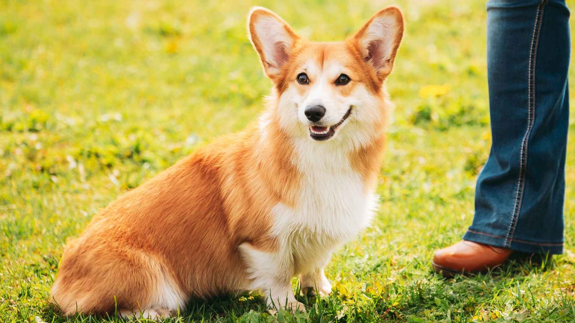 Top 7 Dog Breeds With High IQ: Canines With Sharp Brains