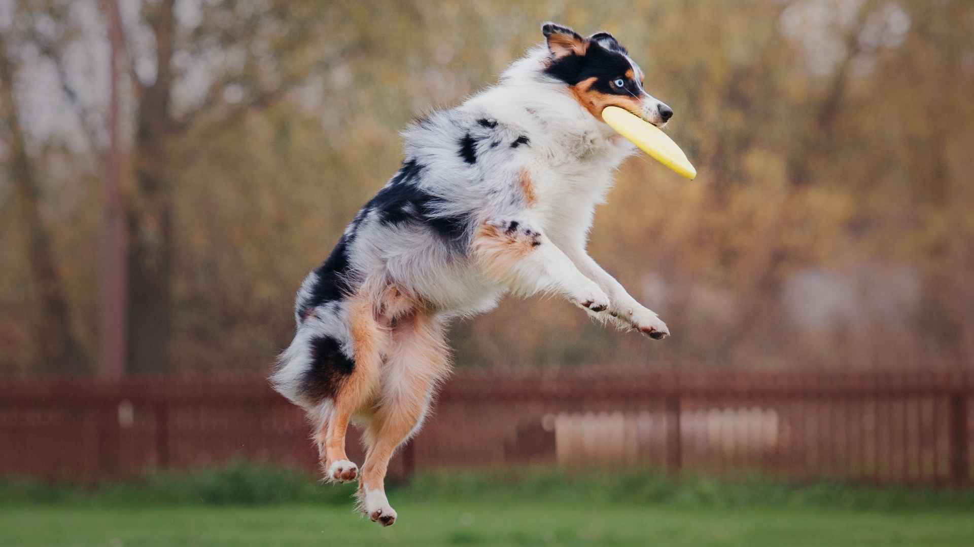 Top 7 Dog Breeds With Jaw-Dropping Jump Heights That Will Leave You in Awe