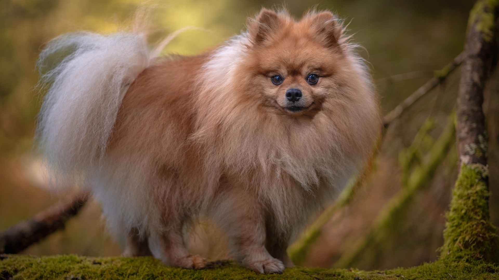 Top 7 Dog Breeds With Naturally Fluffy Tails You Can’t Miss