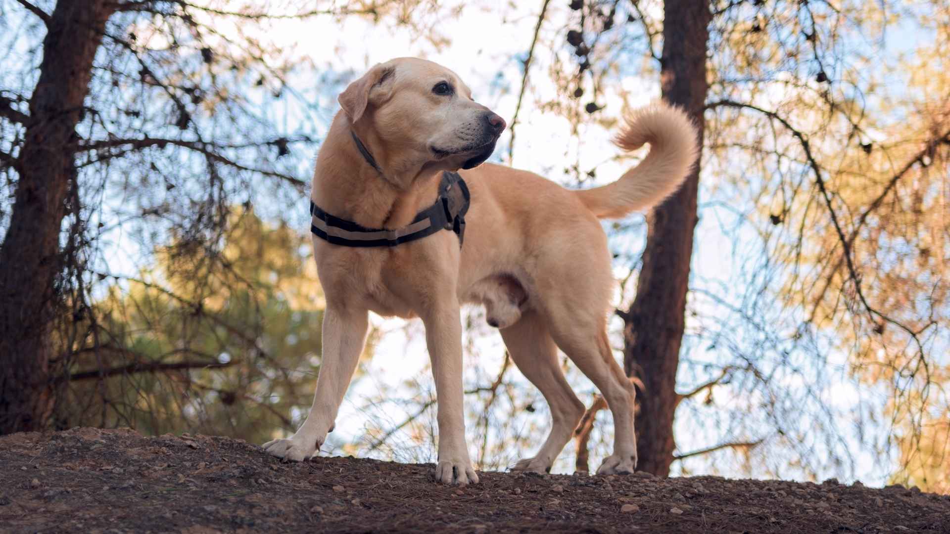 Top 7 Dog Breeds for Wildlife Detection and Conservation Efforts