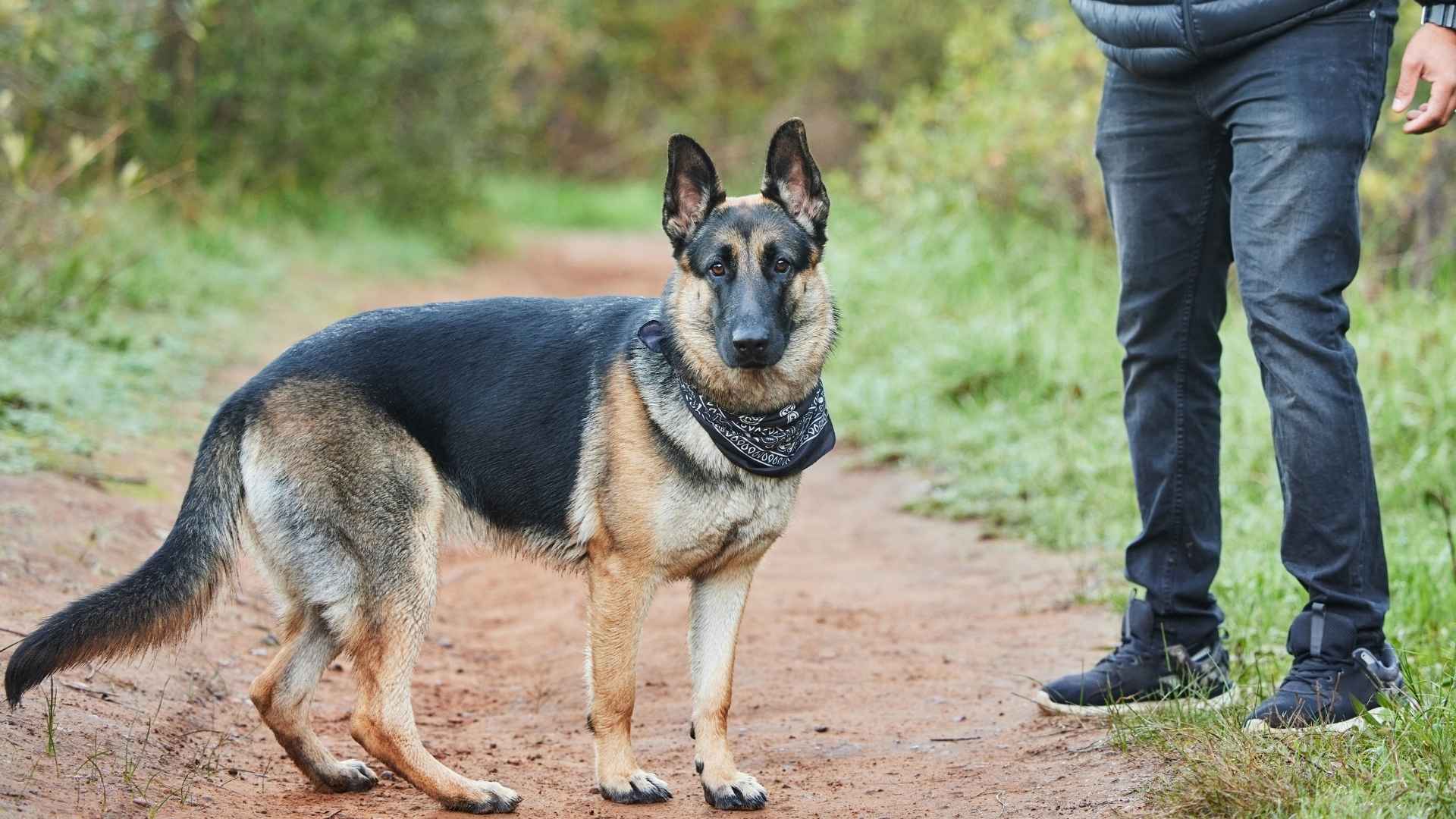 Top 7 Dog Breeds that Behave like Bodyguards and Always Have Your Back