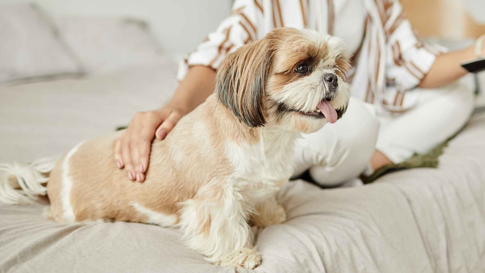 Top 7 Dog Breeds that Love Routines for Organized Pet Parents