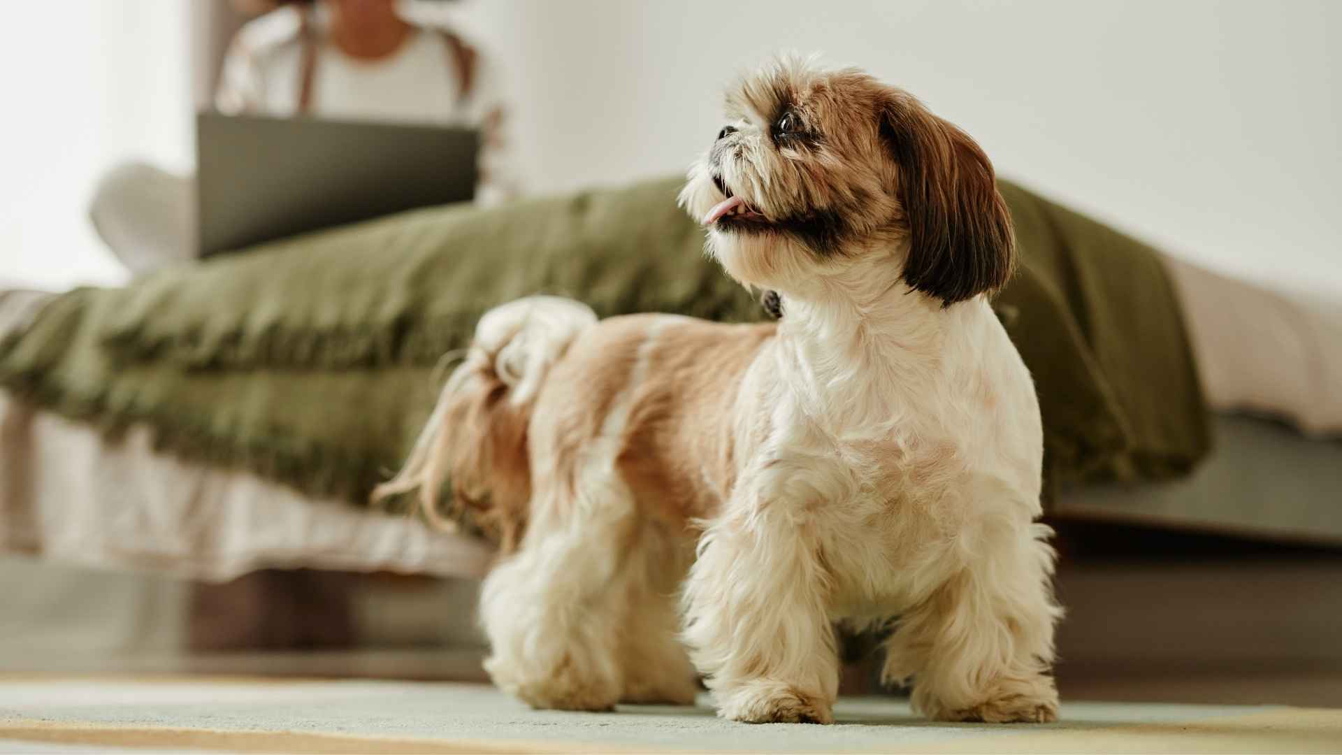 Top 7 Easiest Dog Breeds Perfect for College Dorms