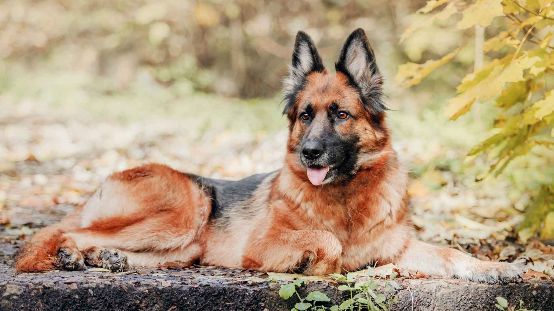 Top 7 Elite Protection Dog Breeds Trusted by Families & Professionals