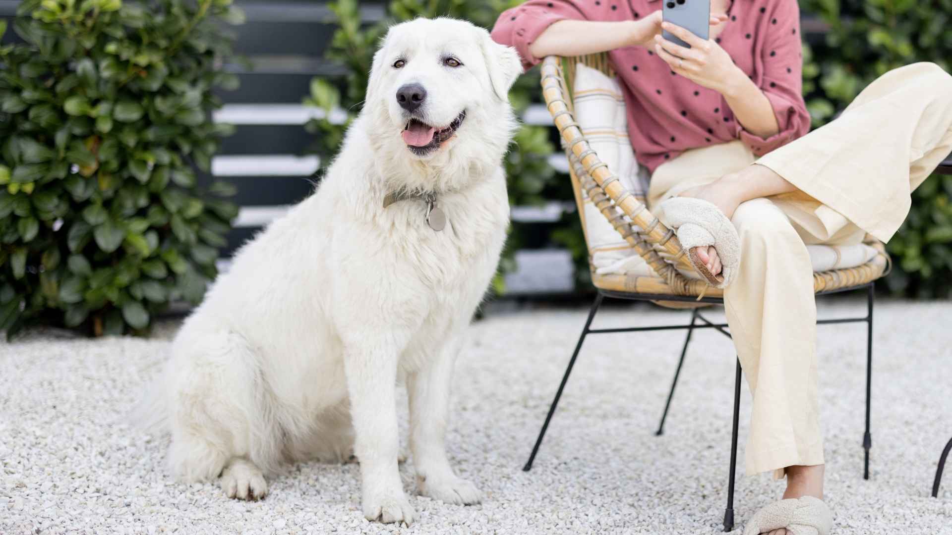 Top 7 Extra-Loyal Large Dog Breeds That Never Leave Your Side