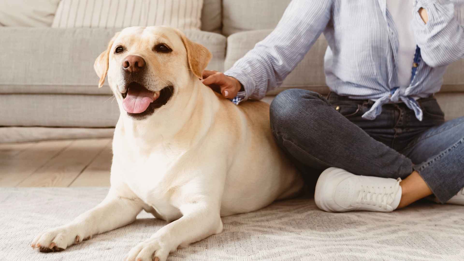 Top 7 Friendly and Affectionate Dog Breeds That Make the Best Pets