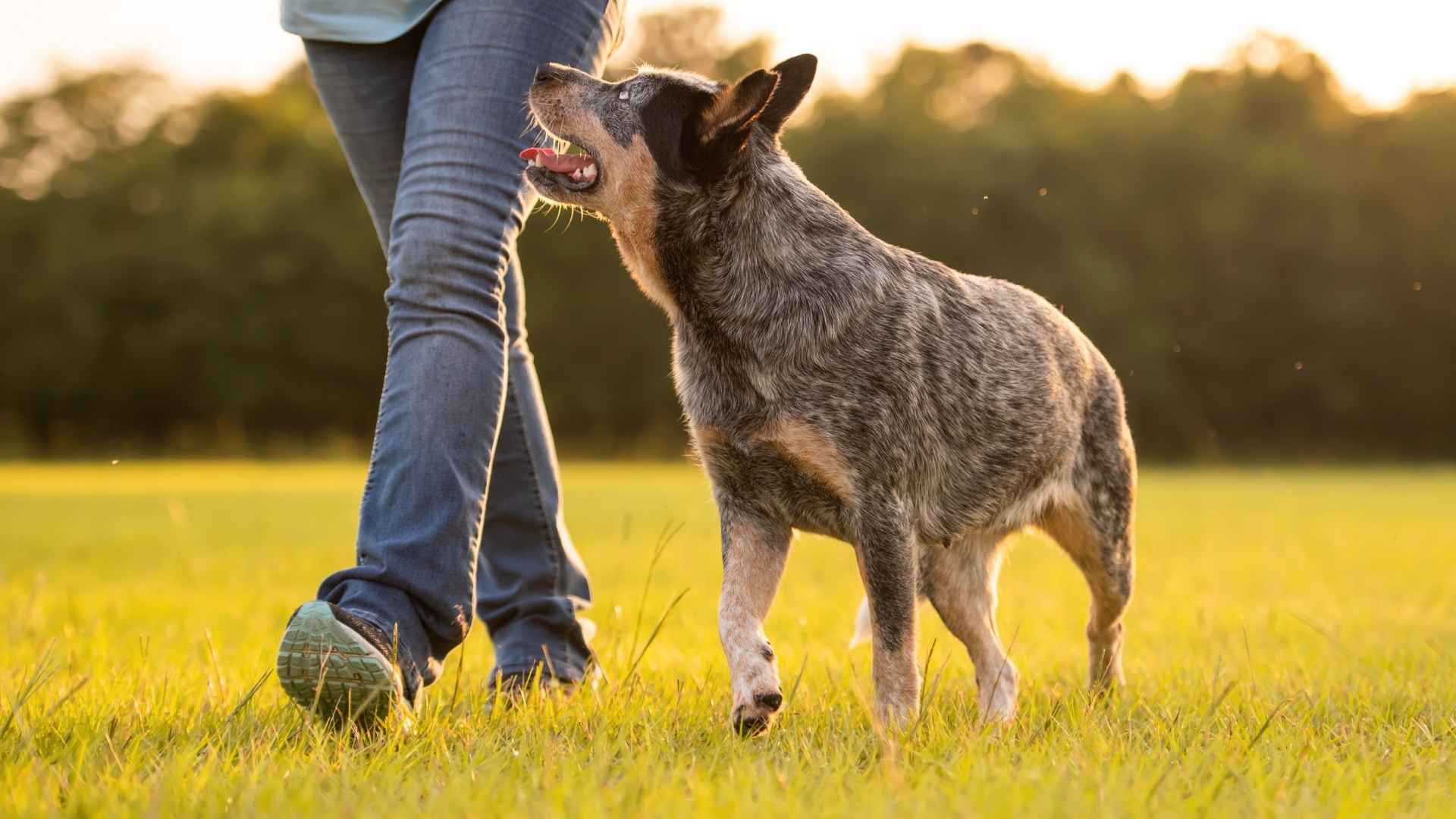 Top 7 Guard Dog Breeds That Are Spotted and Offer Beauty and Protection