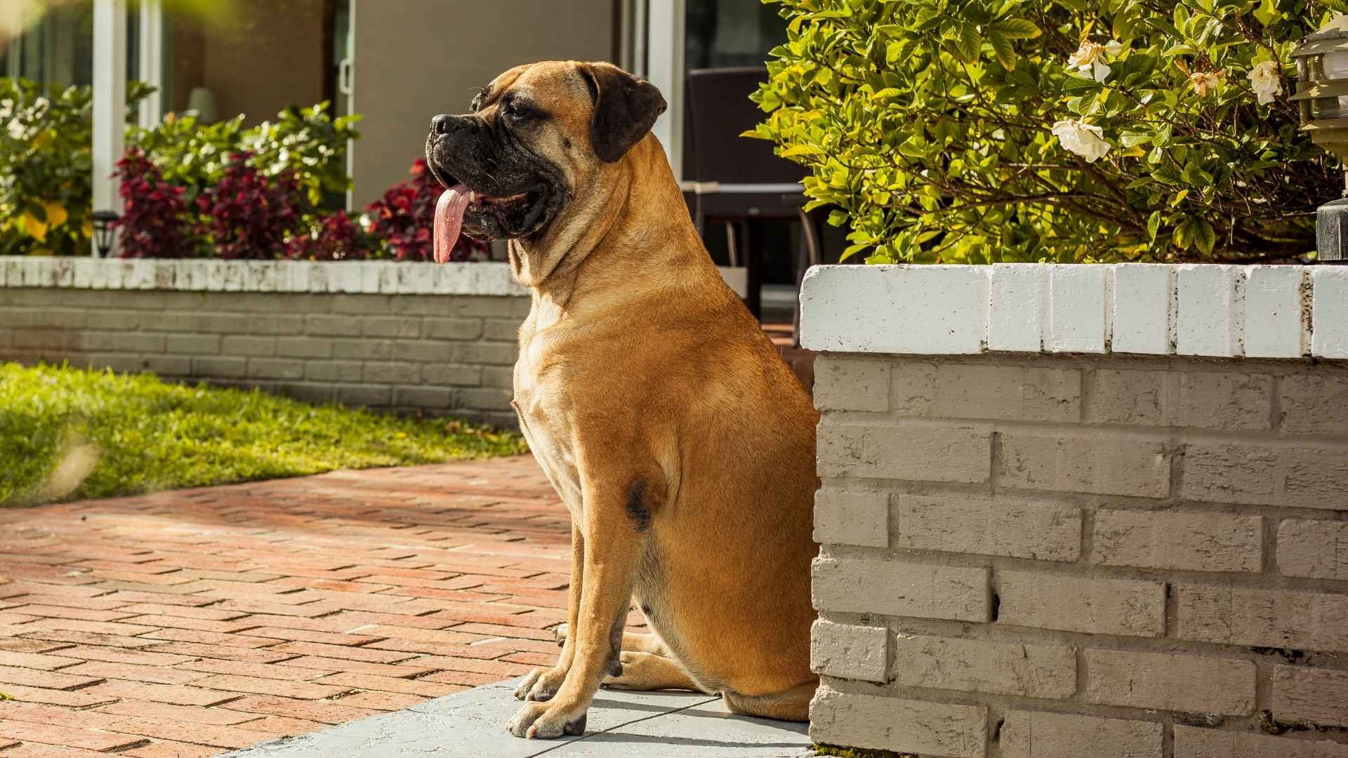 Top 7 Guard Dogs That Deter Strangers and Keep You Safe