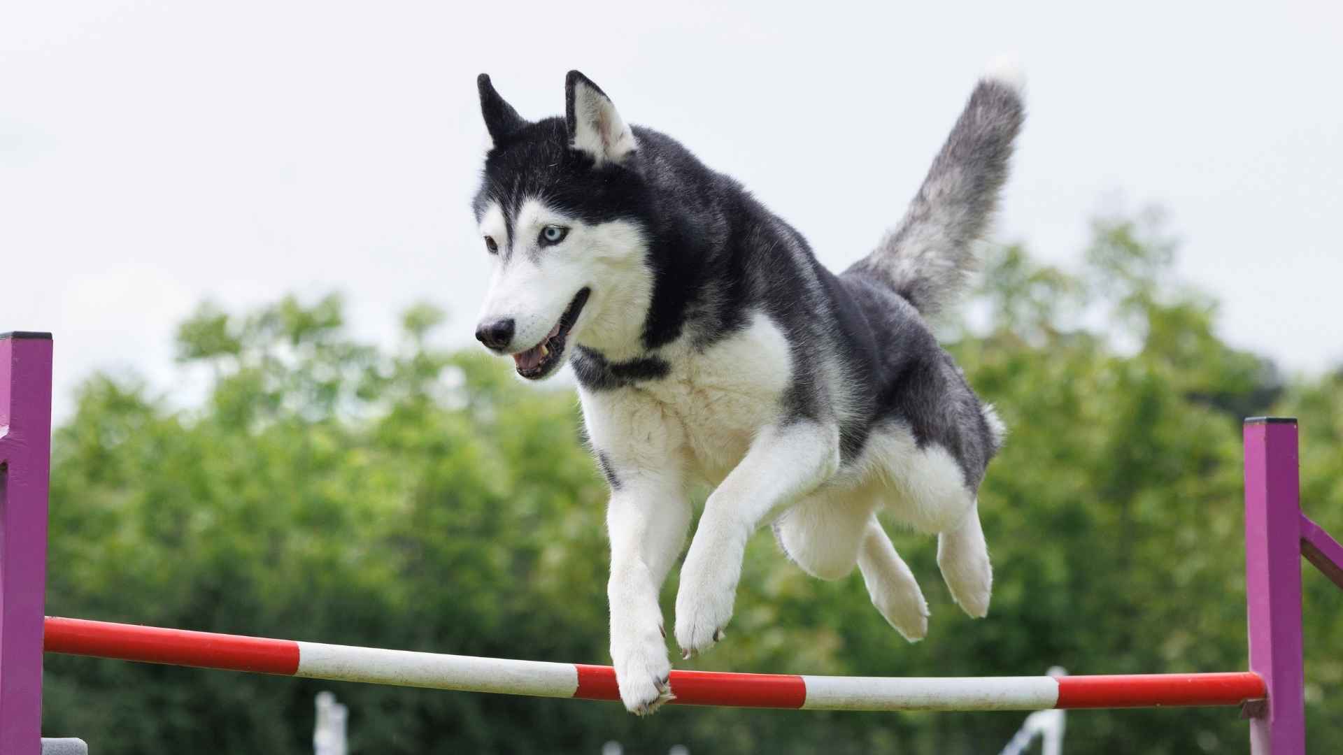 Top 7 Hardest Dog Breeds To Train (But Worth the Effort!)