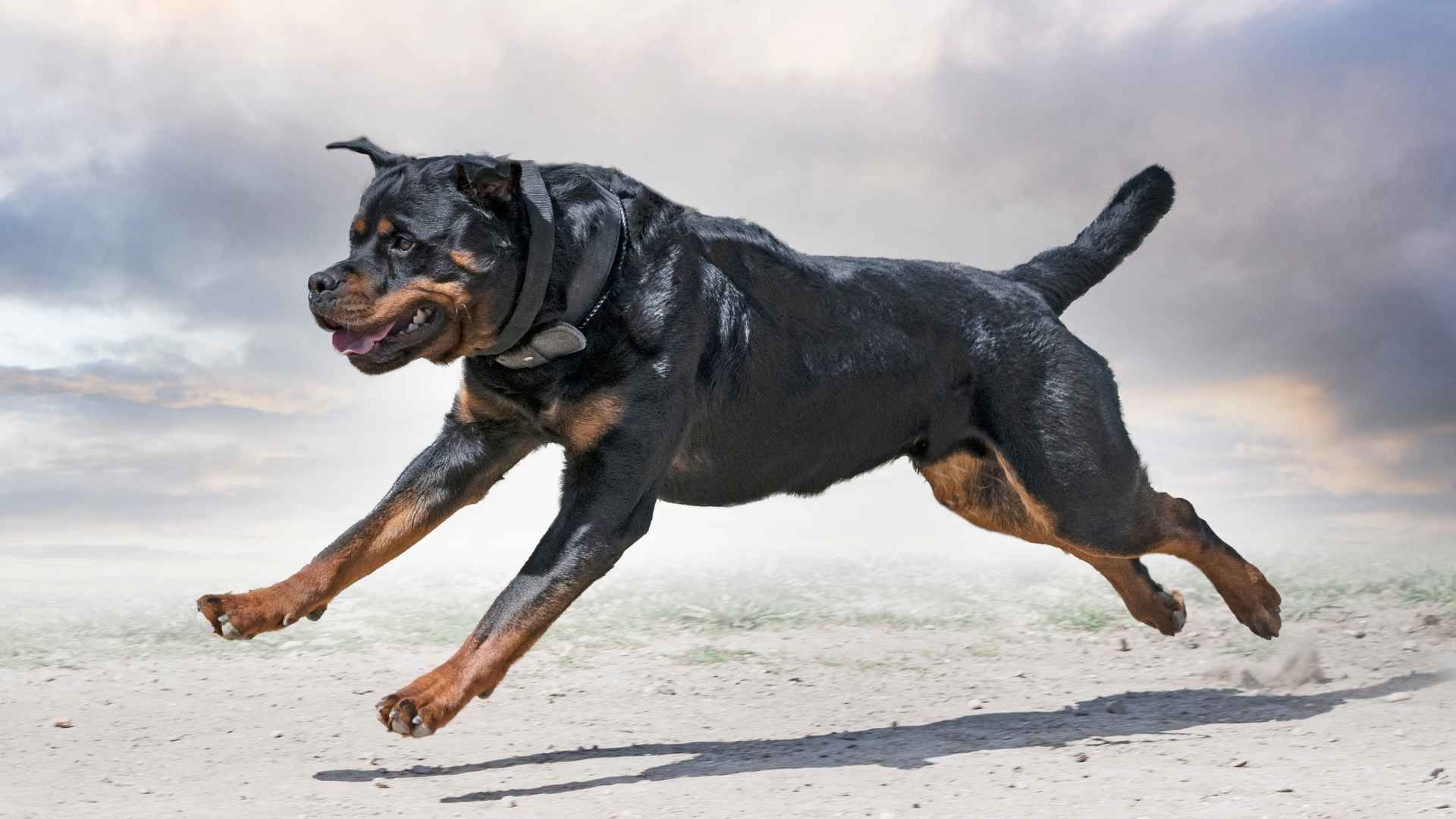 Top 7 High-Strength Dog Breeds: Muscular Builds & Strongest Bites