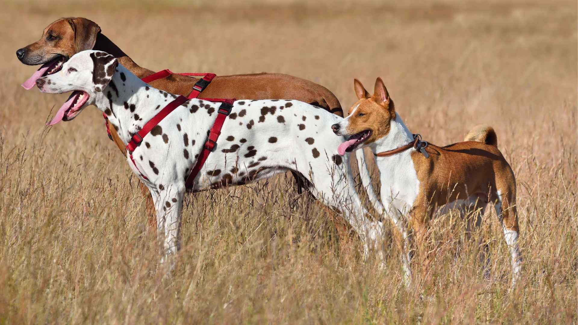 Top 7 Hunting Dog Breeds: Best For Tracking And Retrieving