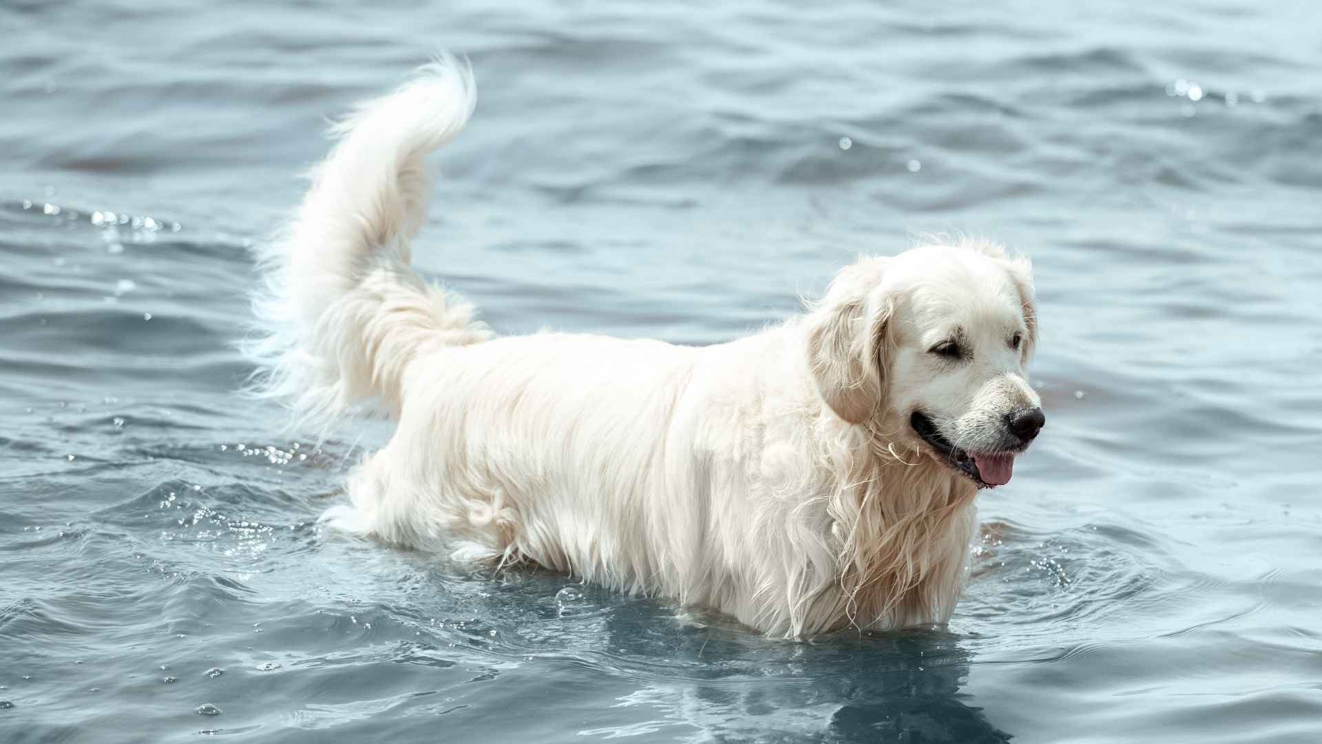 Top 7 Large Dog Breeds That Love Water and Enjoy Swimming