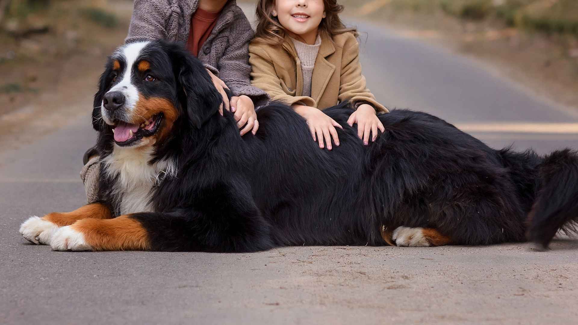 Top 7 Large Dog Breeds for Families That Always Stay by Your Side