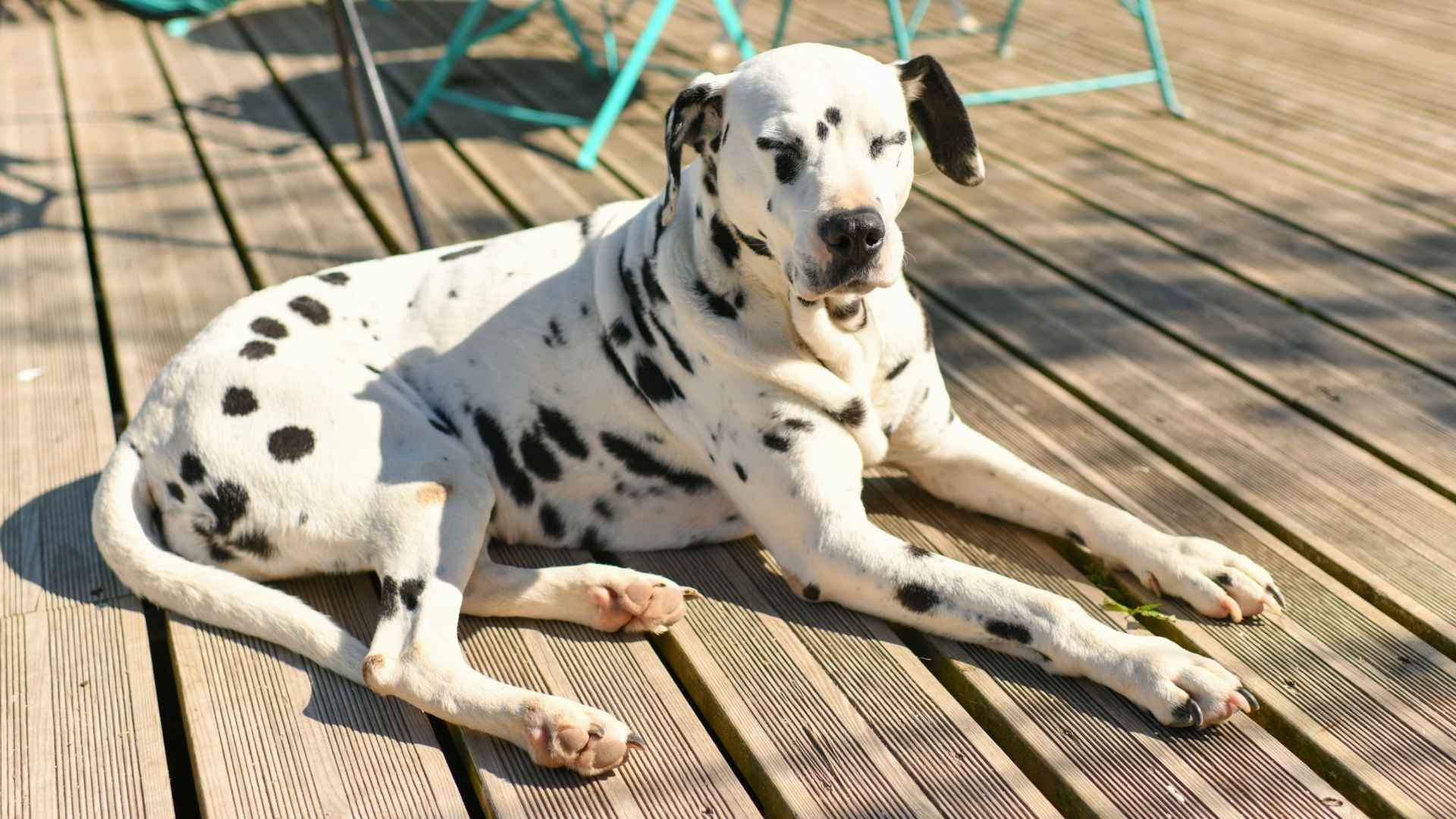 Top 7 Lazy Dog Breeds For Hot Climates That Stay Chill