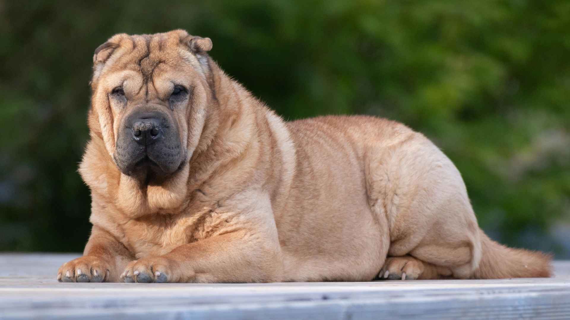 Top 7 Least Affectionate Dog Breeds that Need Their Personal Space