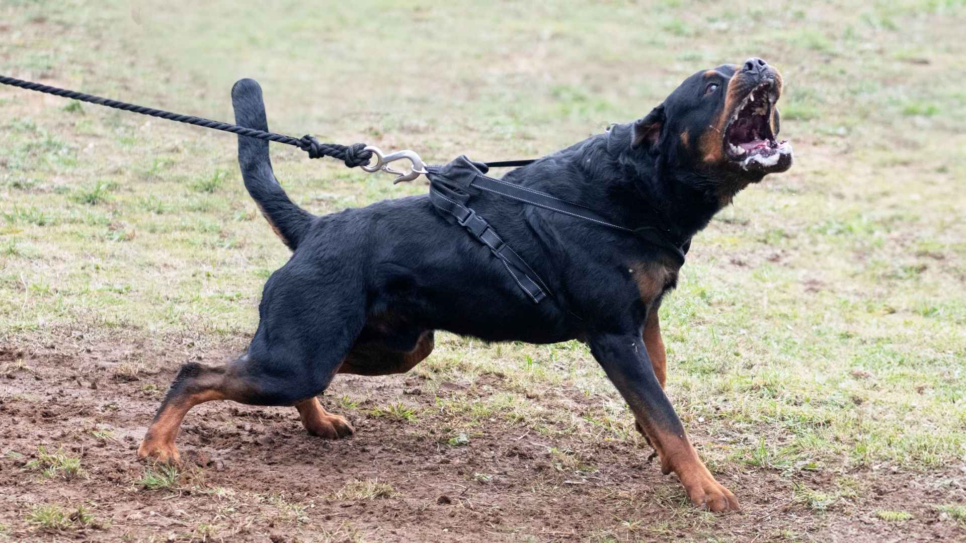 Top 7 Most Aggressive Guard Dog Breeds that Sternly Protect