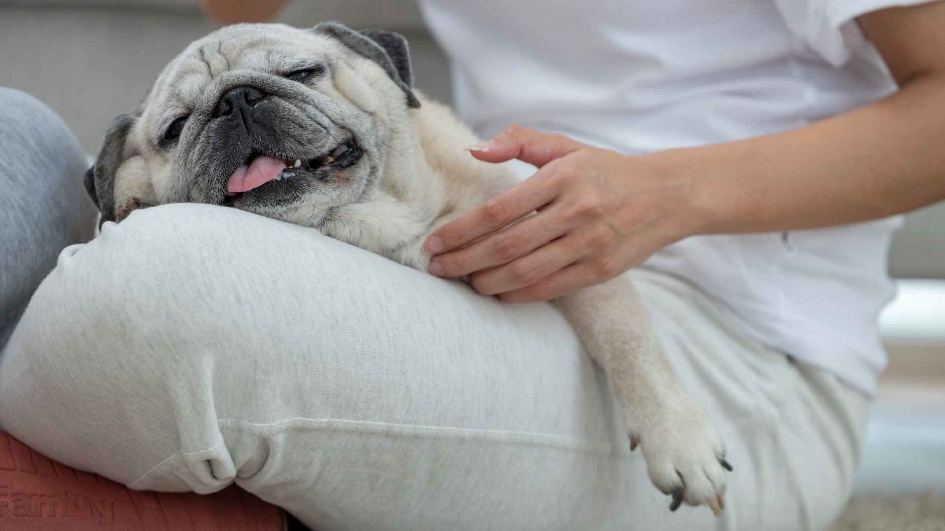 Top 7 Most Emotionally Calm Dog Breeds for Peaceful Homes