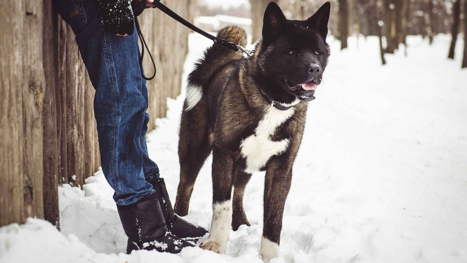 Top 7 Overprotective Yet Sweet Dog Breeds That Protect and Love Fiercely