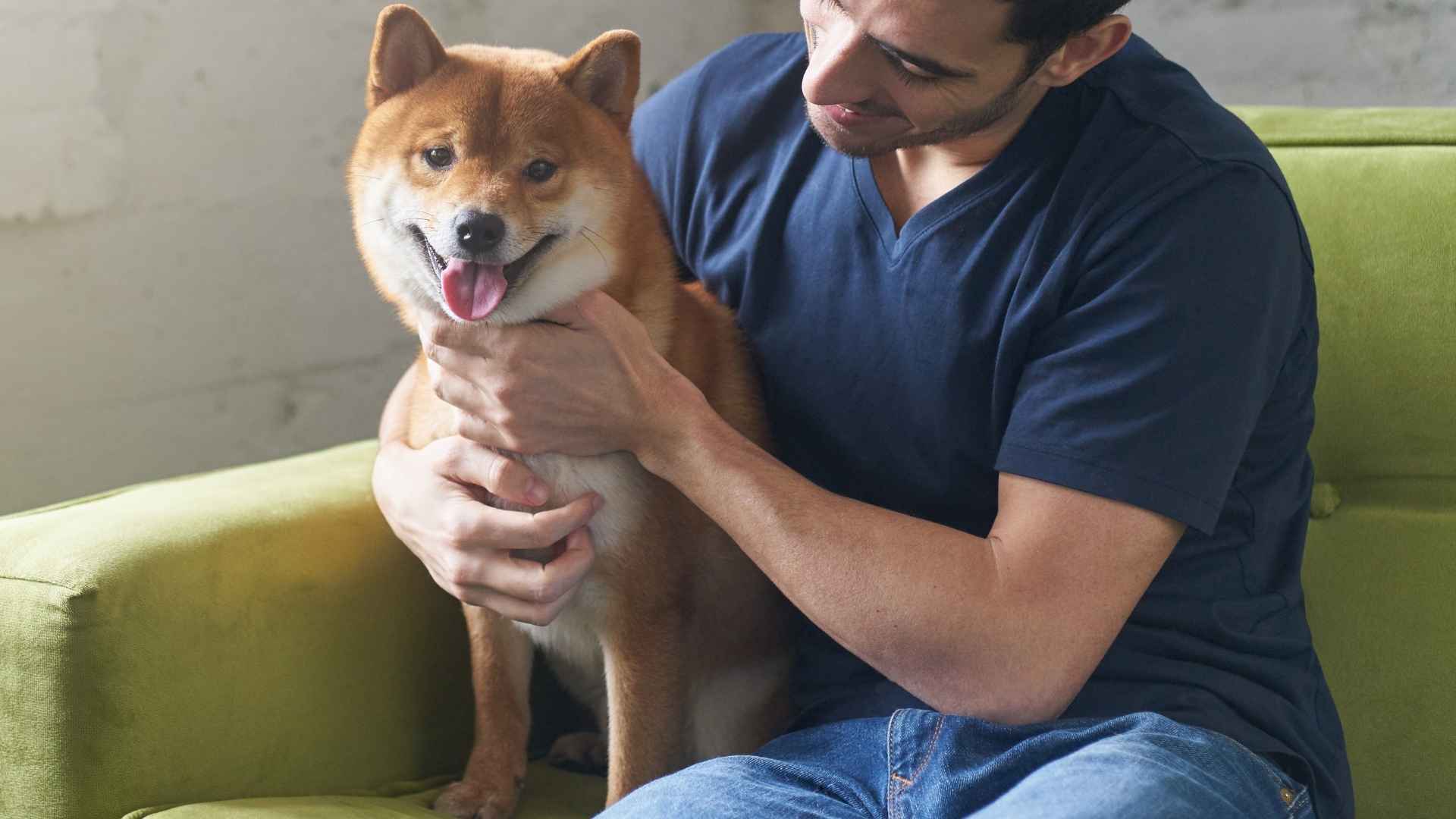 Top 7 Reserved But Friendly Dog Breeds That Love Quietly