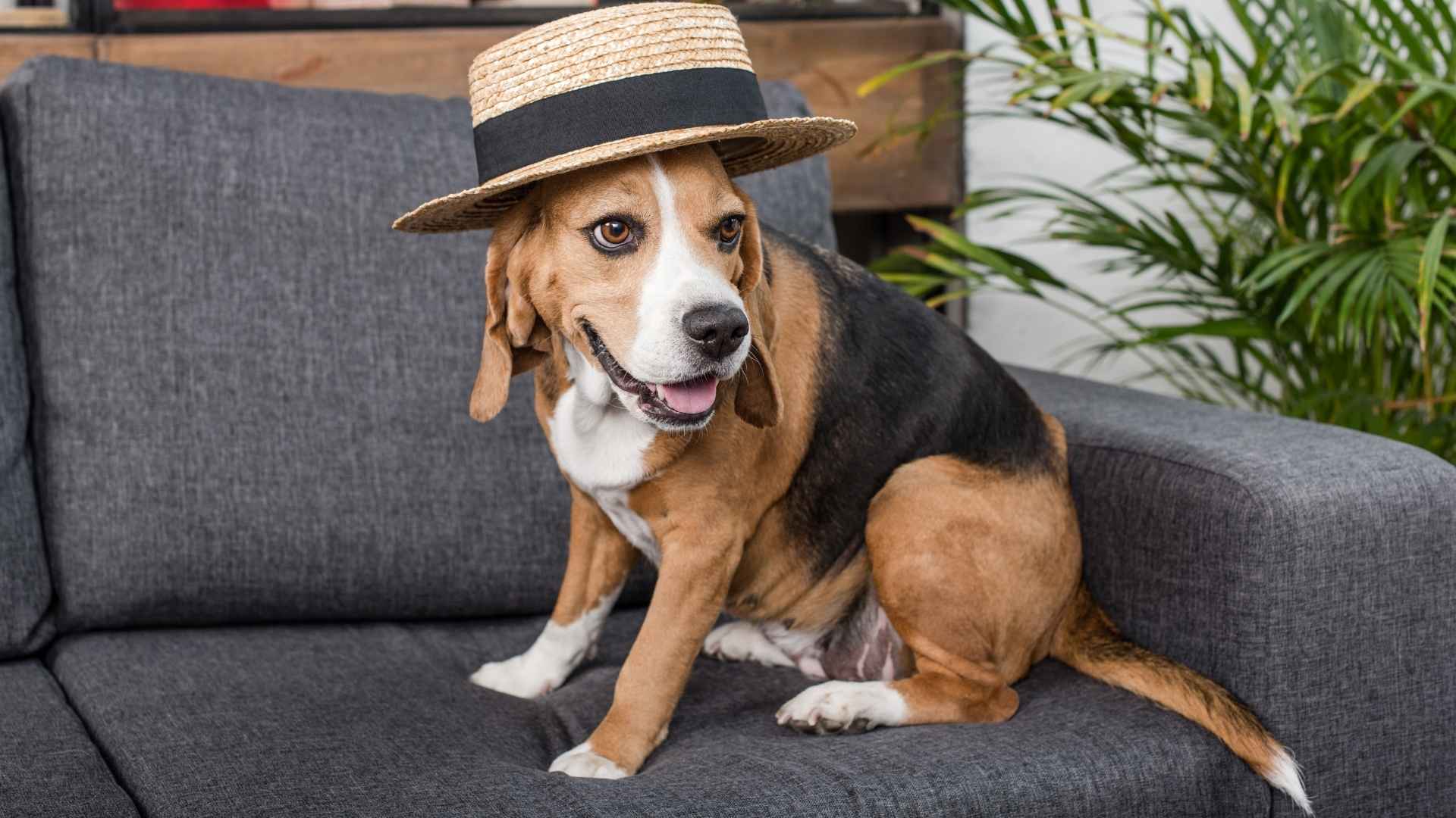 Top 7 Silly Dog Breeds That Make You Laugh Daily and Brighten Your Mood