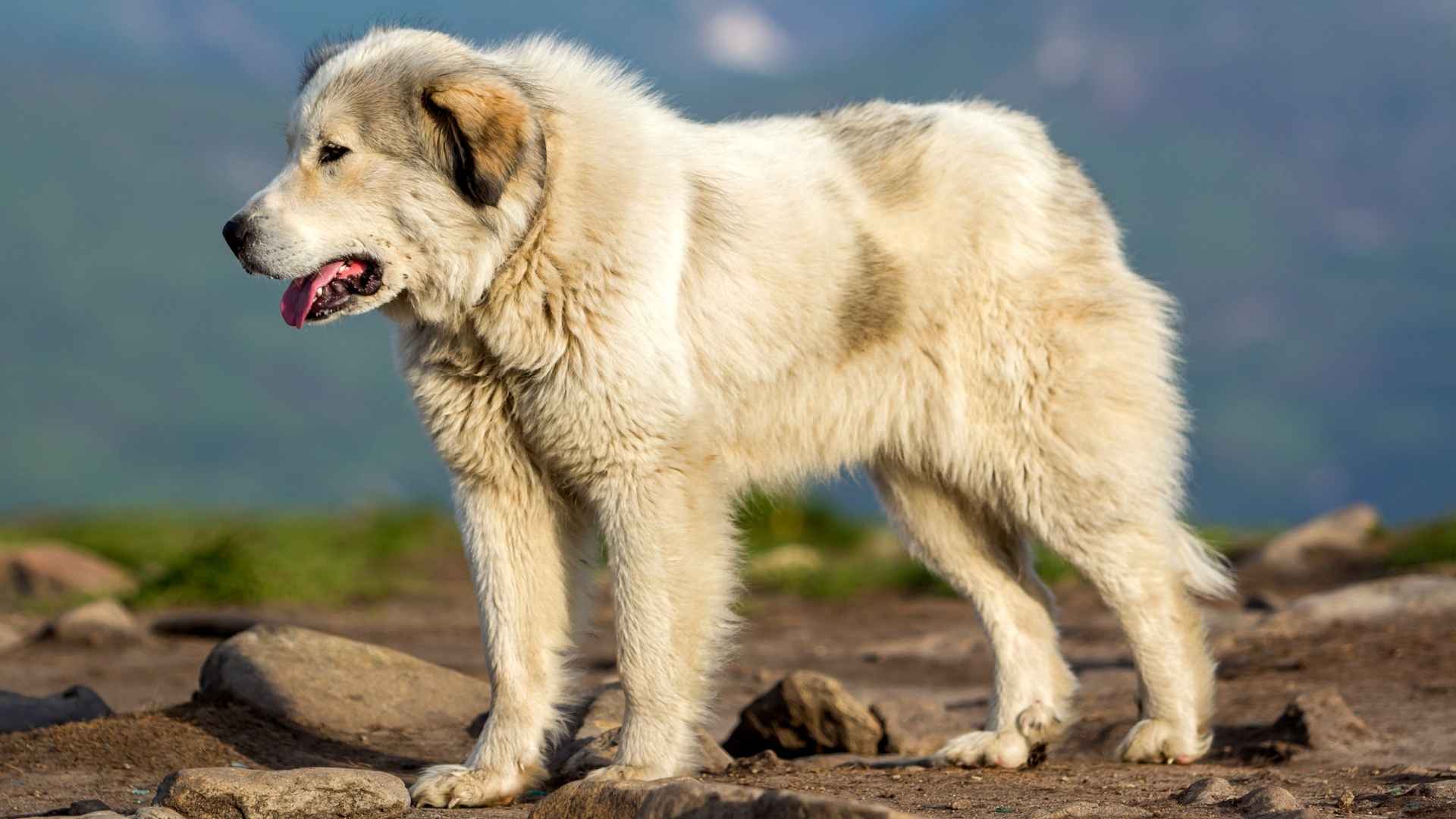 Top 7 Smart Giant Dog Breeds Whose Size Matches Their Intelligence