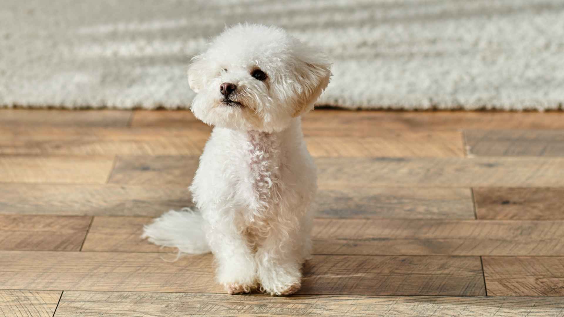 Top 7 Tiniest Dog Breeds Perfect for Small Spaces & Big Hearts