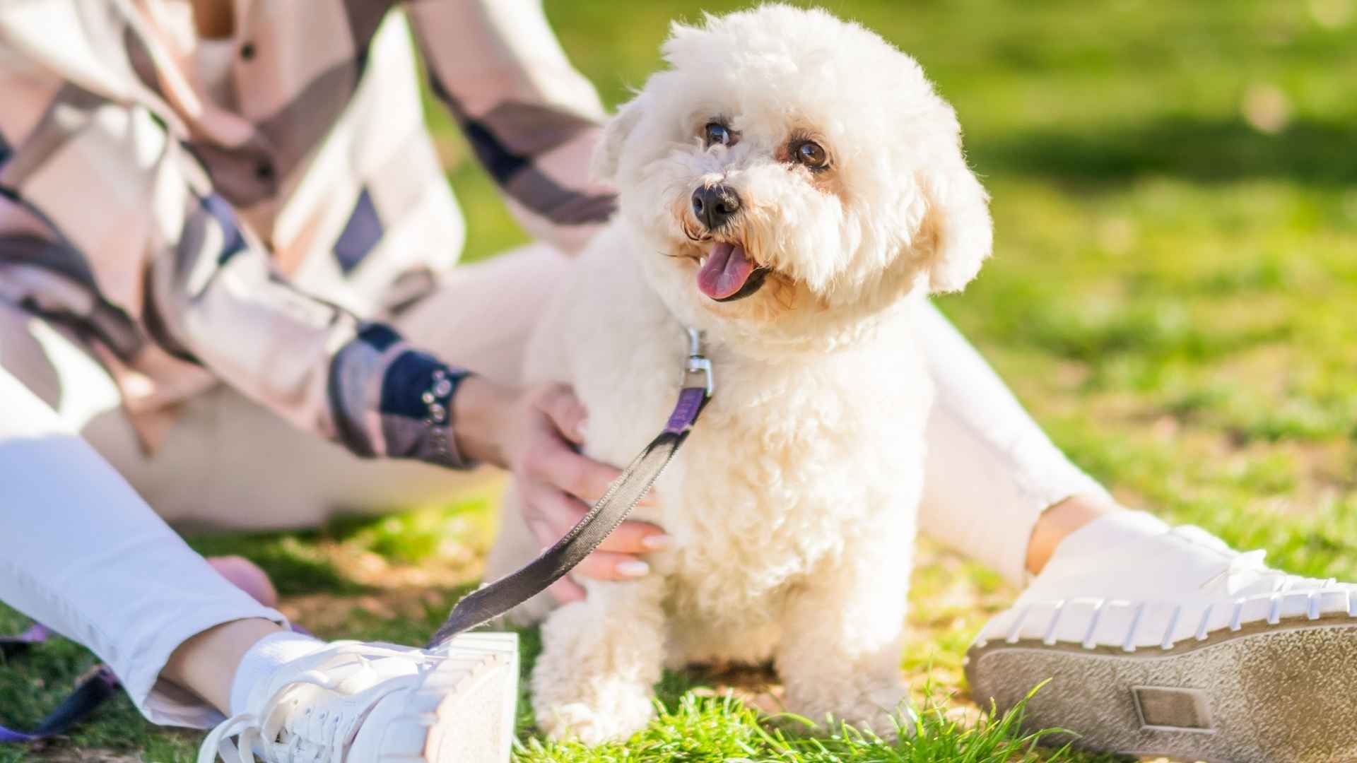 Top 7 Tiny Dog Breeds for First-Time Owners that Fill Your Home with Joy