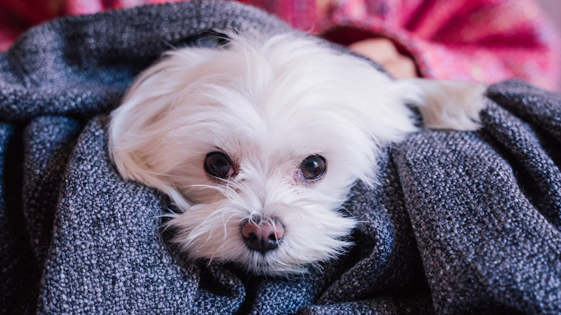 Top 7 White Dog Breeds that are Anxious and Often Seek Reassurance