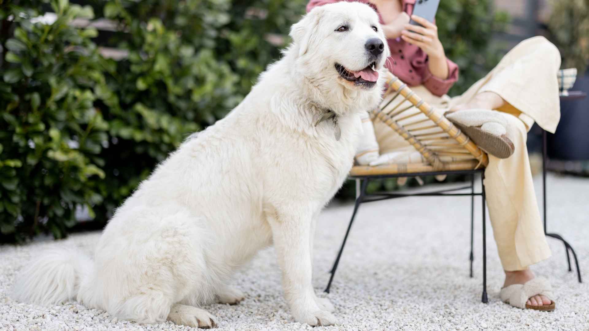 Top 7 White Giant Dog Breeds That Look Like Snowy Guardians