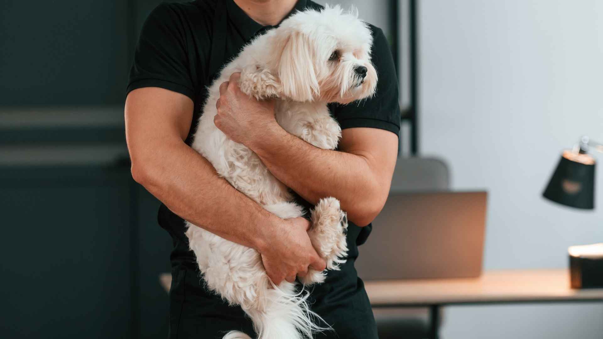 Top 7 White-coated Dog Breeds Suitable for First-Time Owners