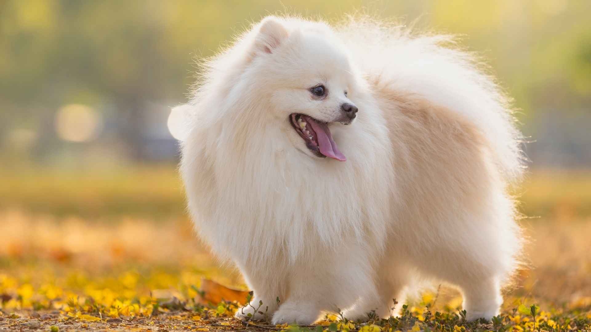 Top 9 Cute Dog Breeds That Will Brighten Your Day