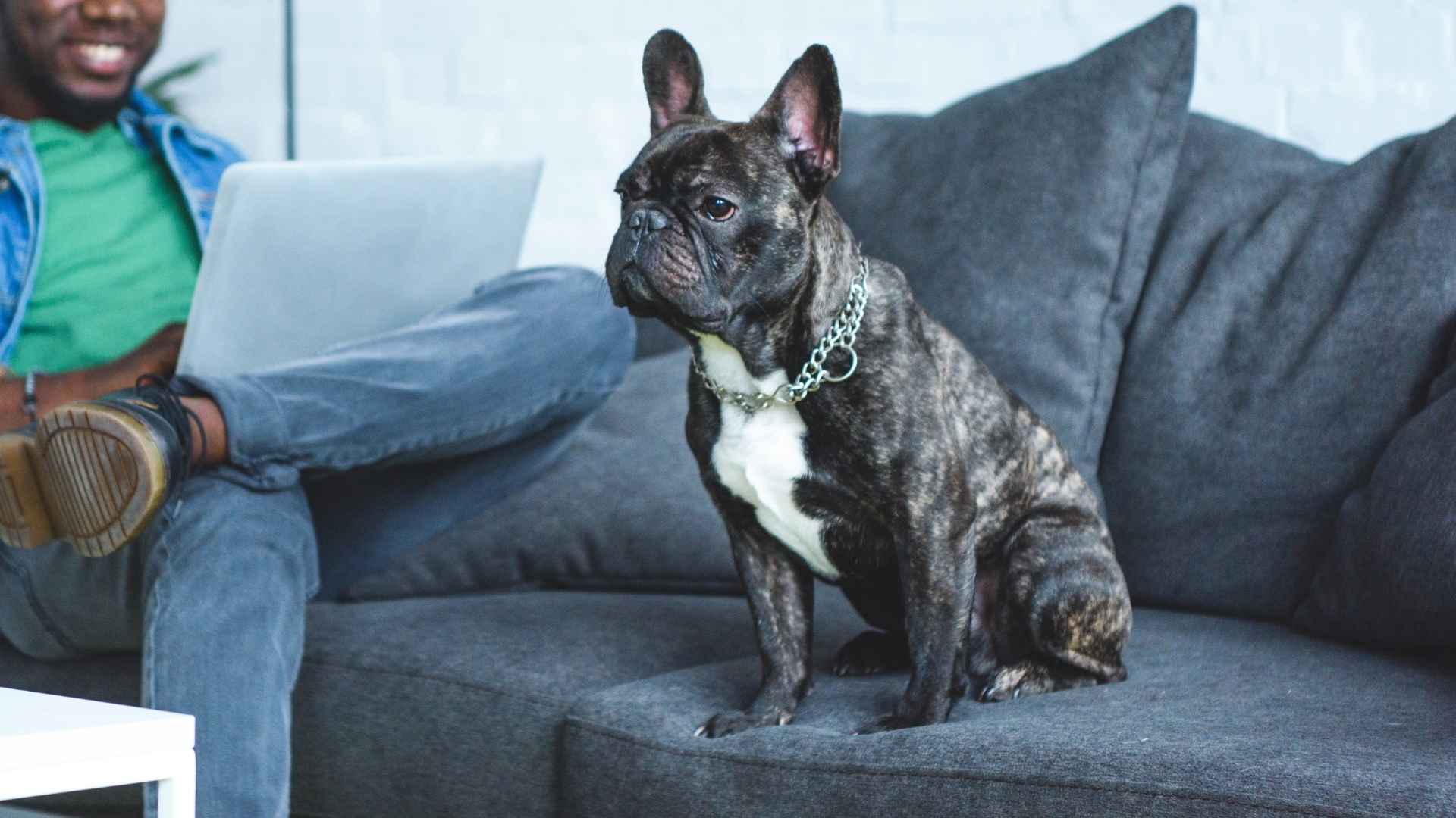 Top 9 Dog Breeds That Adjust Well To Busy Schedules