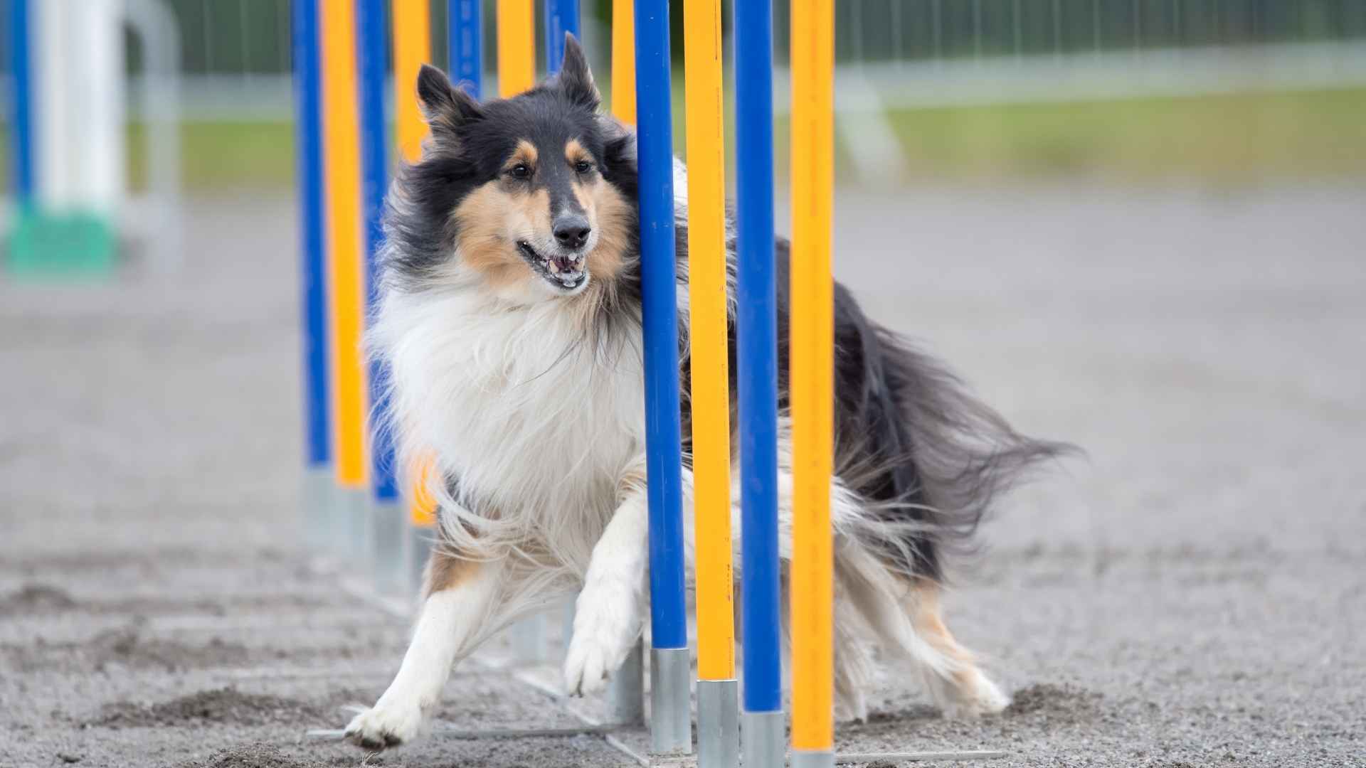 Top 9 Dog Breeds That Enjoy Agility Courses: Quick, Smart, and Energetic