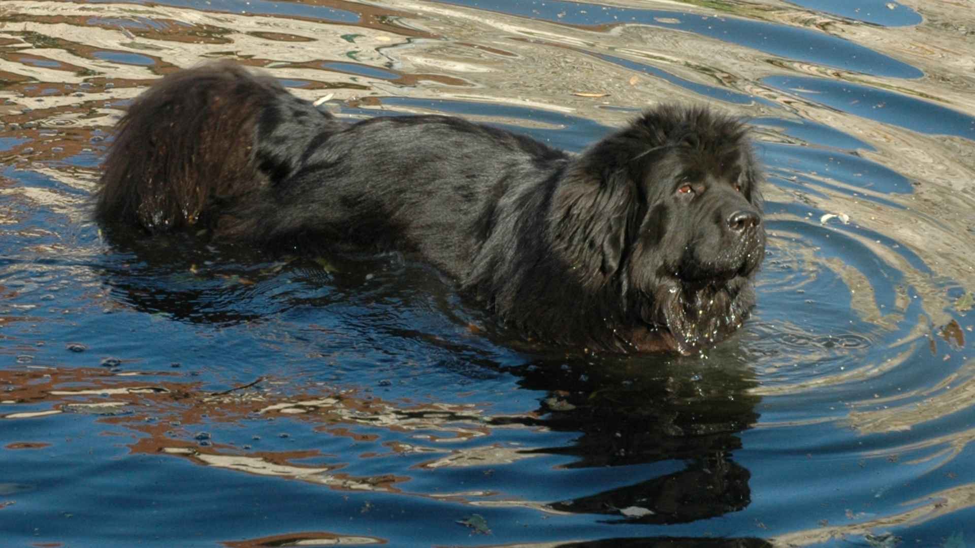 Top 9 Dog Breeds That Excel At Swimming and Bring Joy to Each Dive