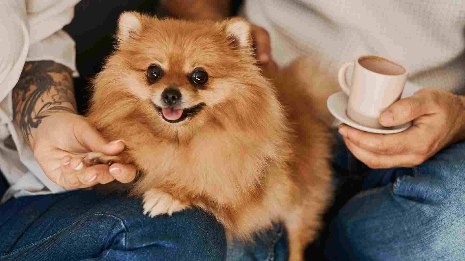 Top 9 Dog Breeds That Show You Love In Ways You Never Expected