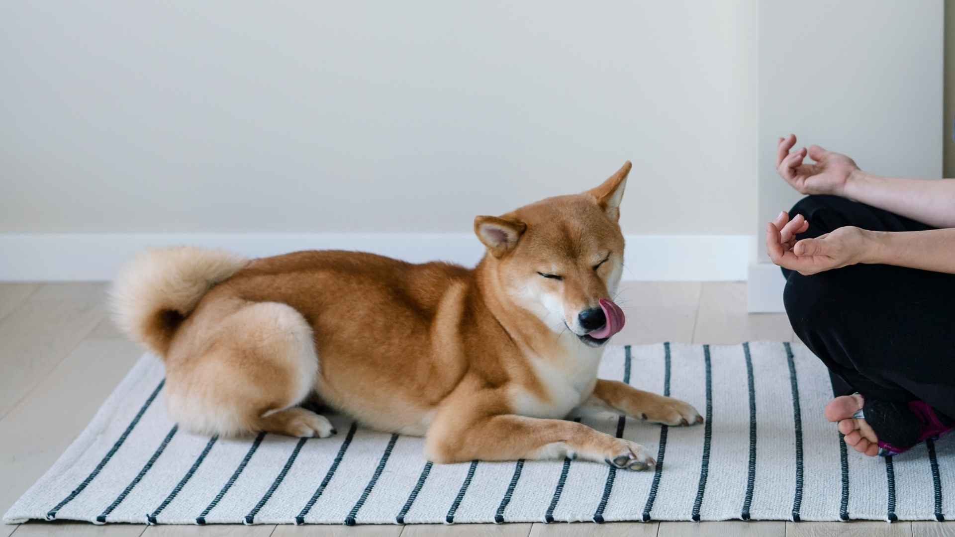 Top 9 Dog Breeds that Meditate with You and Thrive in Quiet Moments