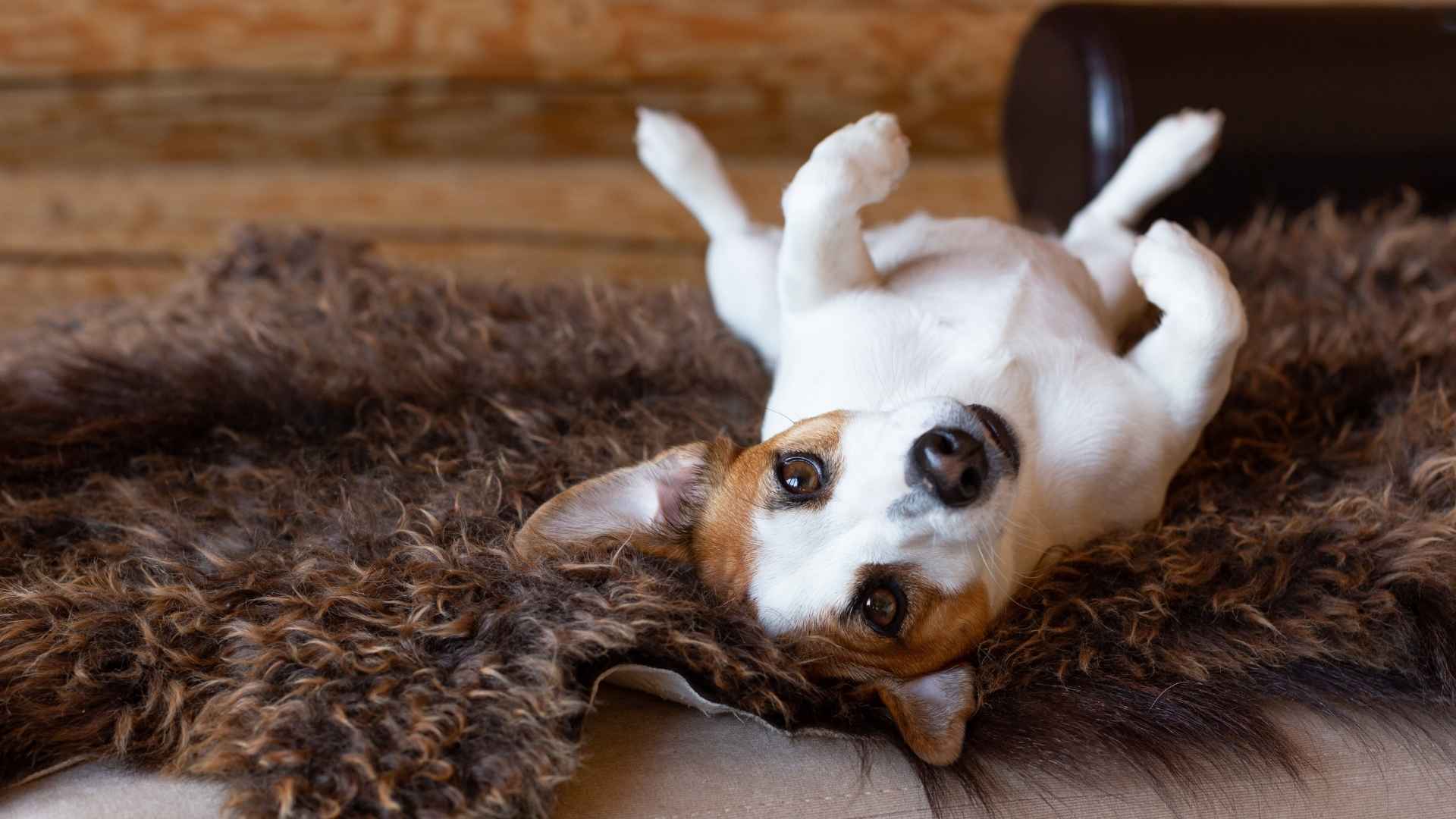 Top 9 Dog Breeds that Roll on Carpets When Excited
