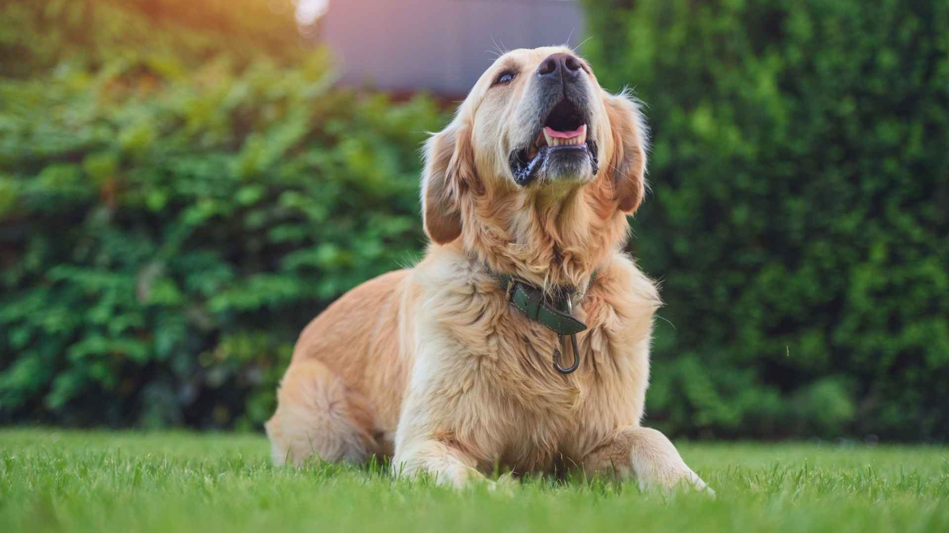 Top 9 Dog Breeds with the Loudest Barks That Will Wake the Neighborhood