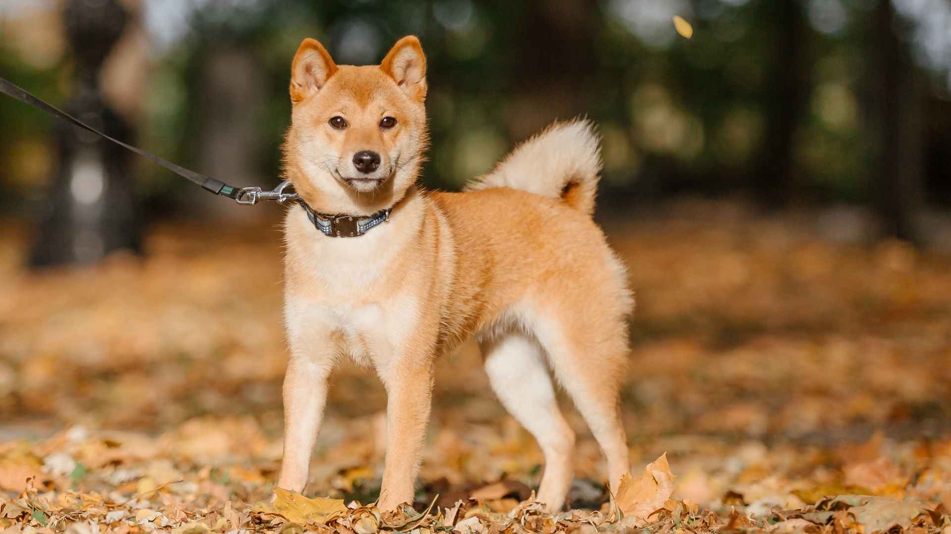 Top 9 Dogs That Resemble Wolves You Can Actually Own