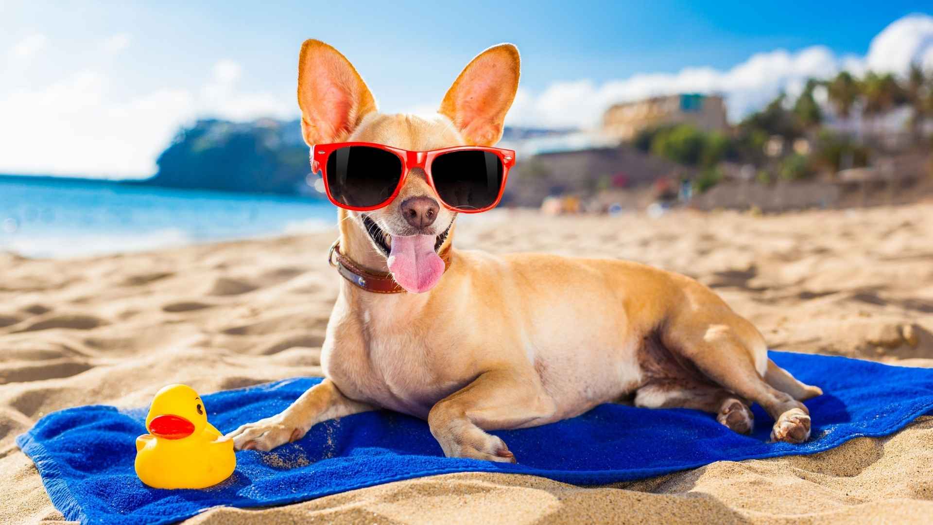 Top 9 Heat-Tolerant Dog Breeds That Thrive in Hot Climates