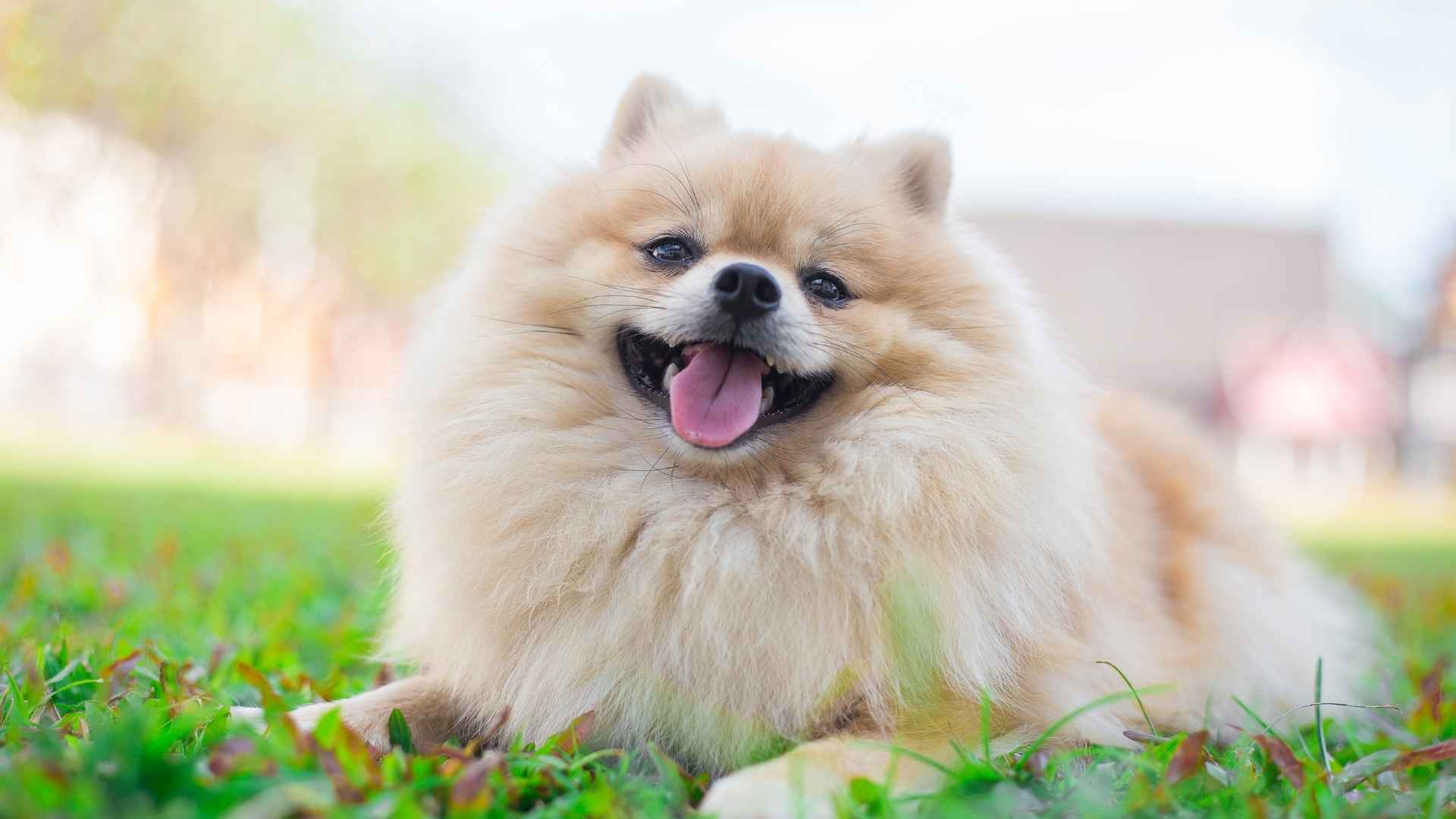 Top 9 Most Dramatic Dog Breeds You Need to Meet