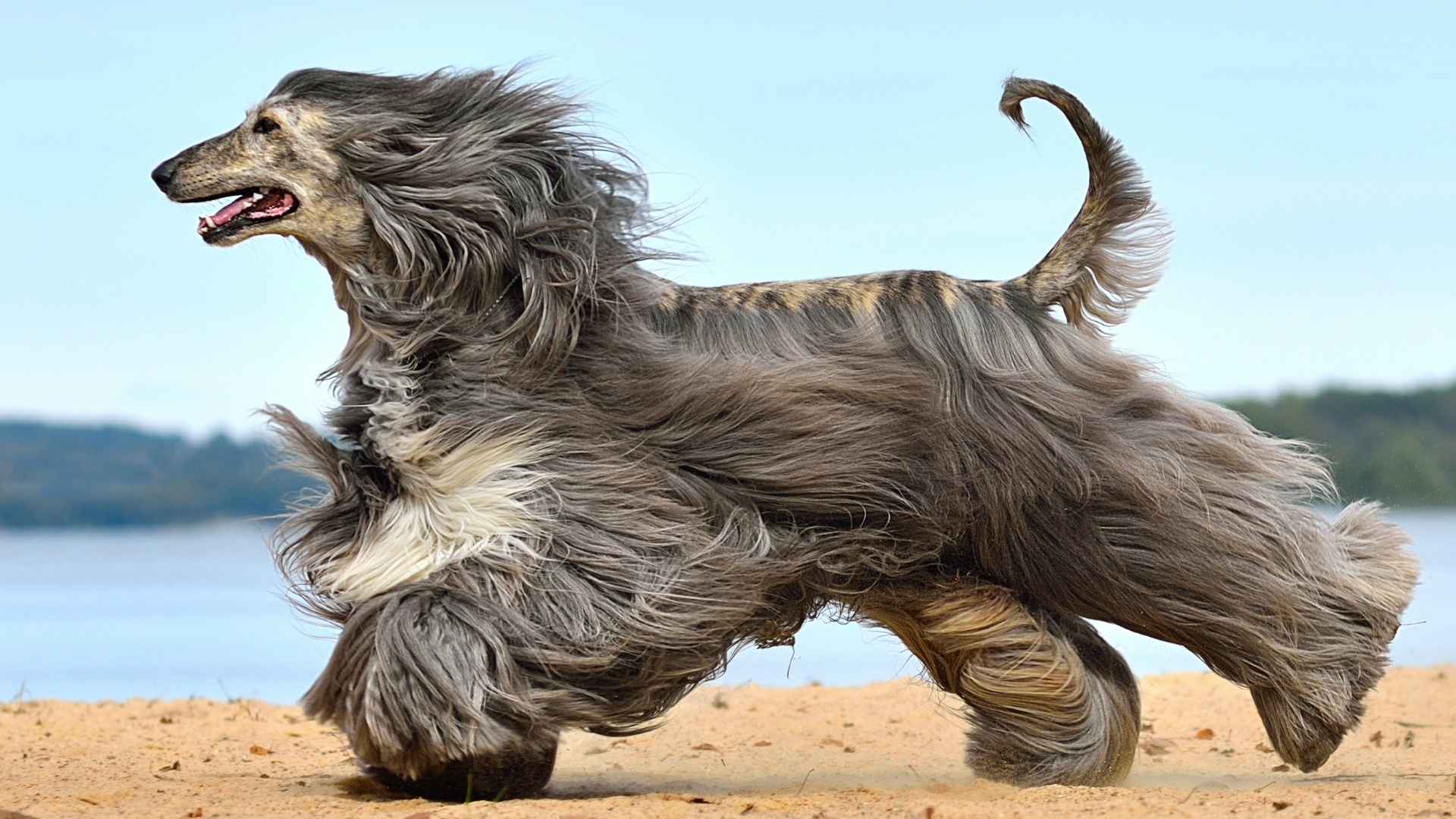Top 9 Most Speedy Dog Breeds in the World That Were Born to Sprint