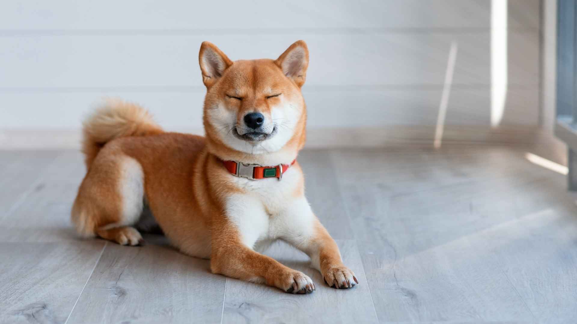 Top 9 Quiet Dog Breeds For Neighbors Who Hate Barking