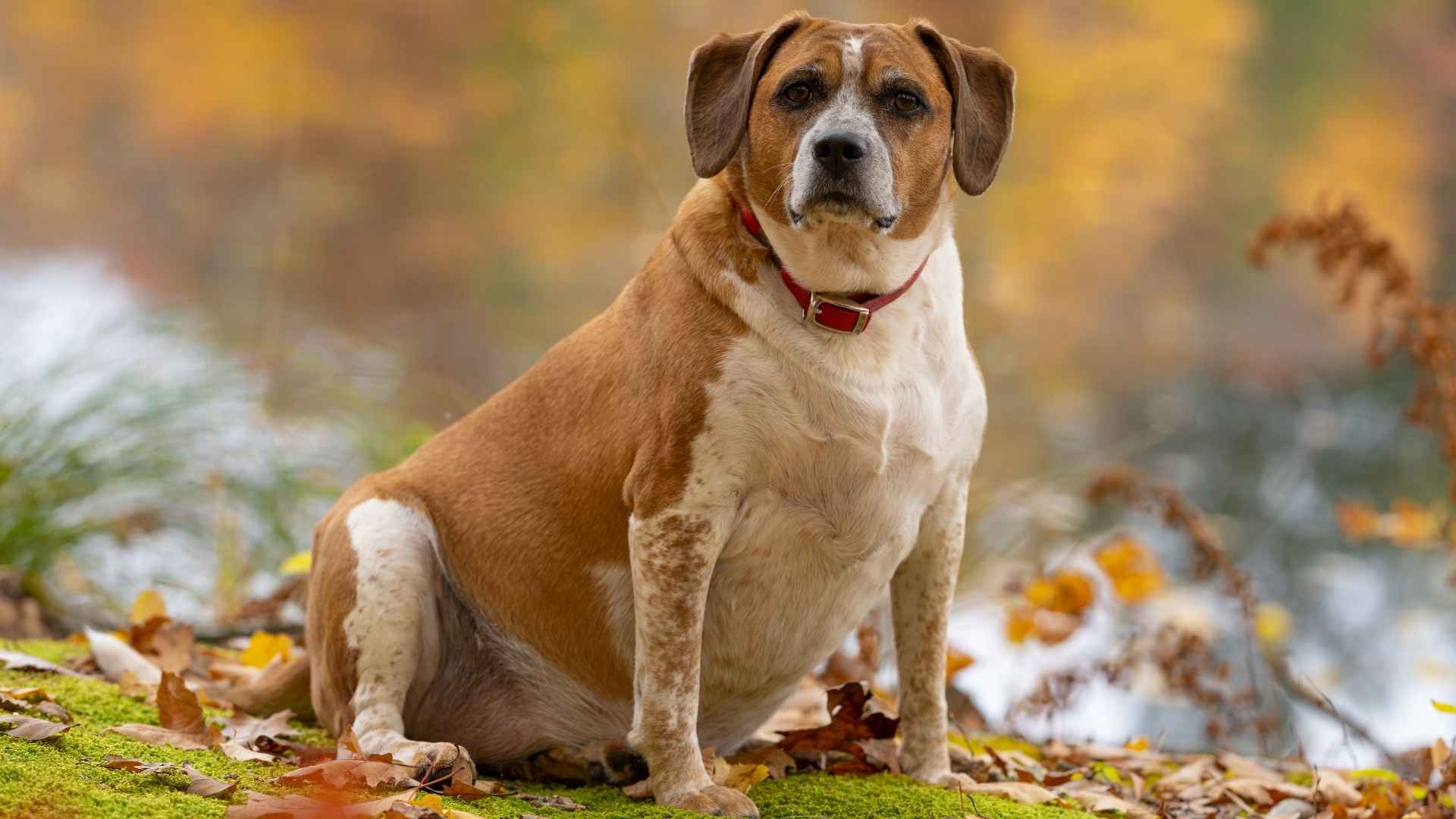 Top Dog Breeds Prone to Obesity That Need Careful Monitoring