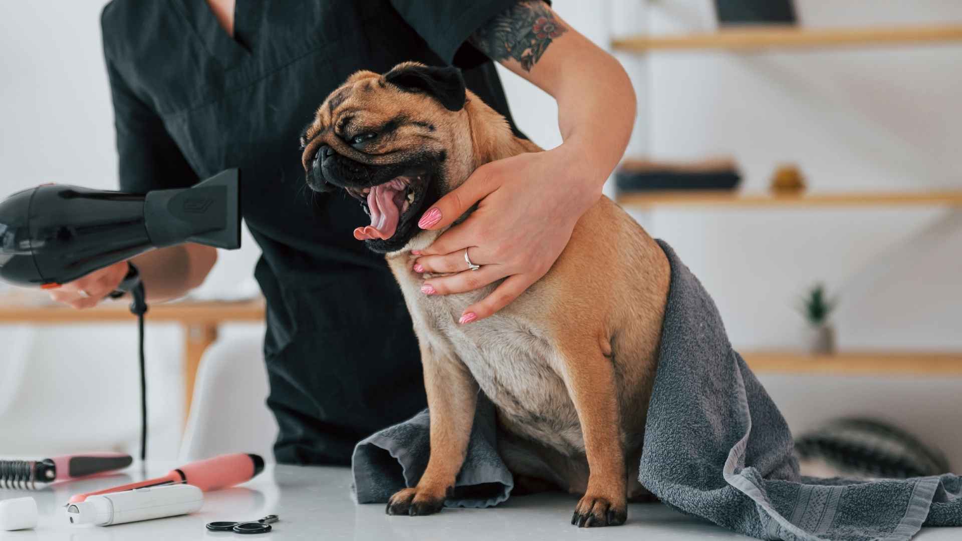 Top Dog Breeds That Bark at Hair Dryers Every Morning