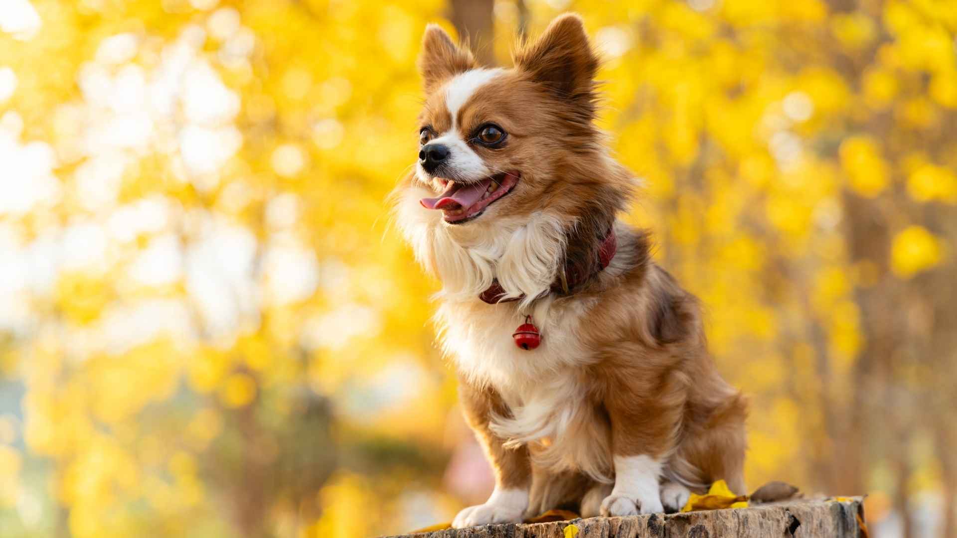dog breeds that look permanently surprised
