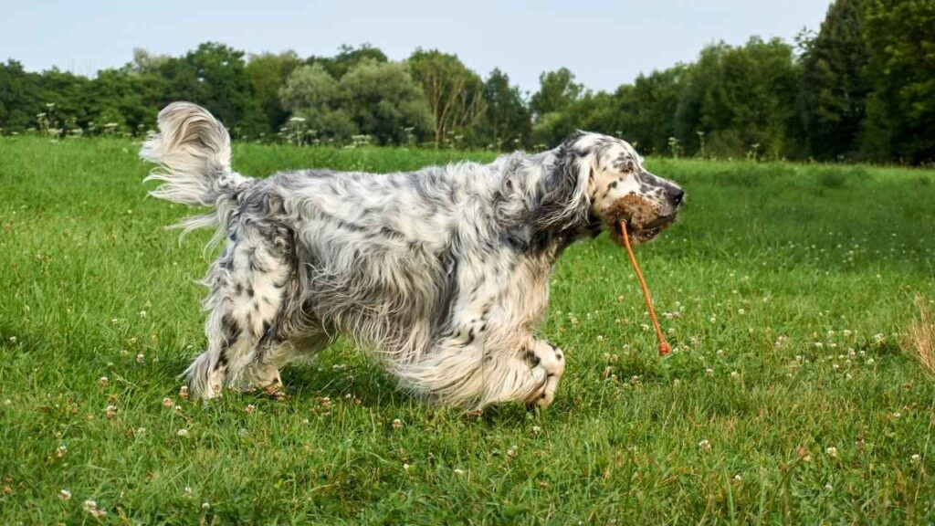 english setter