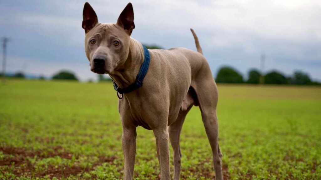 thai-ridgeback